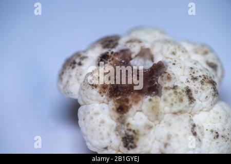 Spoiled rotting cauliflower. Tainted cauliflower on light background. Black mold on bad cauliflower. Improper storage of vegetables. Close up. ugly fo Stock Photo