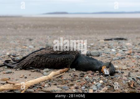 Dead cormorant on a sandy beach. Ocean behind in the distance. Focus on the face. Stock Photo