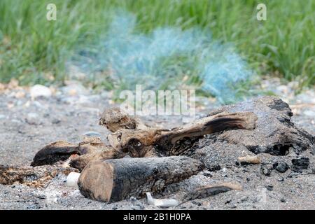 A small amount of smoke from a sand covered beach fire. Burnt and charred driftwood left from the fire. Grass in the background. Stock Photo