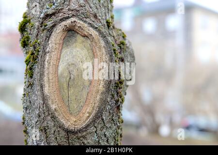 A large oval knot in a tree where a branch used to be. Stock Photo