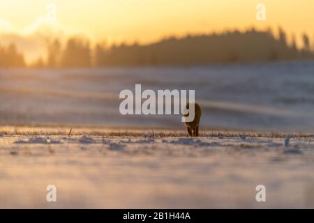 Red Fox (Vulpes vulpes) on meadow covered with snow. In the background is a sunrise over the forest. Soft golden light. Stock Photo