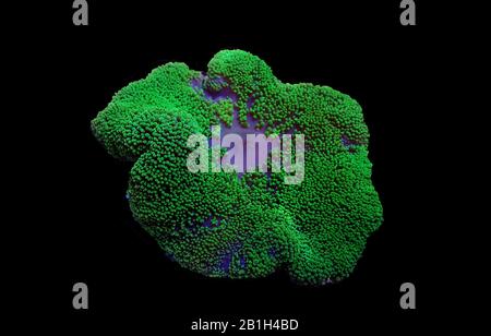 Green colorful carpet sea anemone - Stichodactyla haddoni Stock Photo