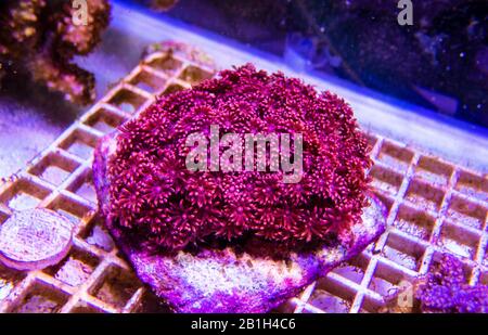 Flower Pot LPS Coral - (Goniopora sp.) Stock Photo