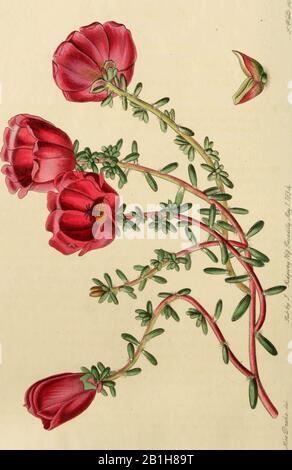 'Edwards' botanical register, or, Ornamental flower-garden and shrubbery ..' (1829-1847)