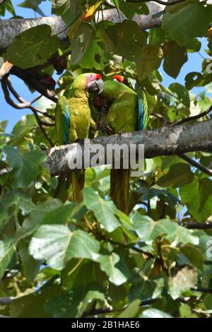 A copple of rare Great Green Macaws in Costa Rica rainforest Stock Photo