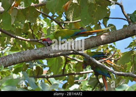 A rare Great Green Macaws in Costa Rica rainforest Stock Photo