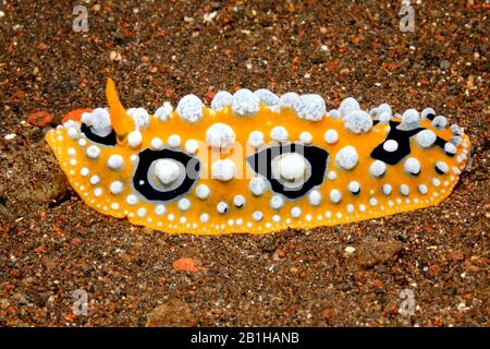 Nudibranch, Phyllidia ocellata. Tulamben, Bali, Indonesia. Bali Sea, Indian Ocean Stock Photo