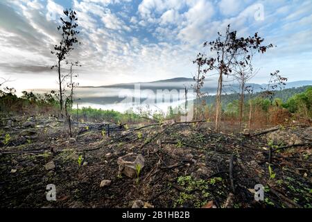 Replanting Melaleuca forests after a forest fire in Thua Thien Hue Province, Vietnam Stock Photo