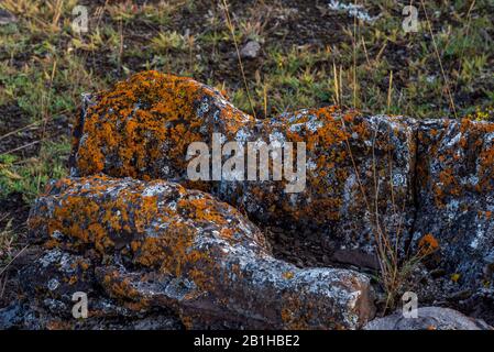 Rock covered in orange moss. Stock Photo