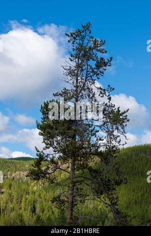 Single green pine tree against bright blue sky with white fluffy clouds and green forest below. Stock Photo