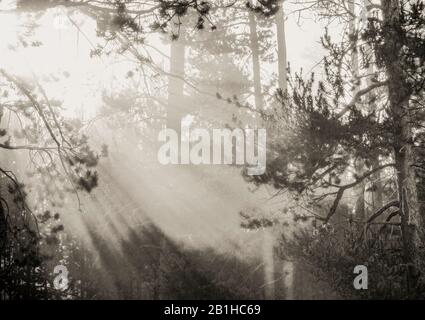 Heaven's light shining through trees signaling a new day has begun. Stock Photo