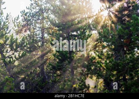 Sunbeams shining through green pine trees. Stock Photo