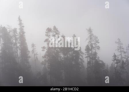 Eerie pine forest covered in thick fog. Stock Photo