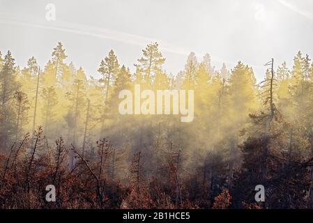 Morning yellow sunlight streams across the top fog covered forest trees. Stock Photo