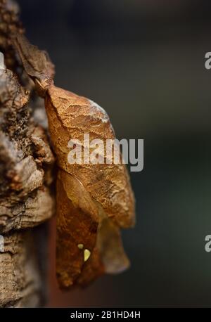 Close-up of the pupa of a tropical butterfly 'Caligo atreus', which hangs brown on the bark of a tree Stock Photo