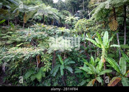 Rainforest, with many tree ferns building a dense undergrowth for other ...