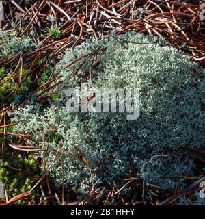 Green moss like growth on ground surrounded by dead pine needles. Stock Photo