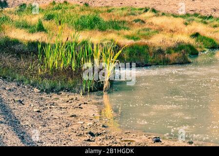 Muddy bubbling hot spring with green grass and field nearby. Stock Photo