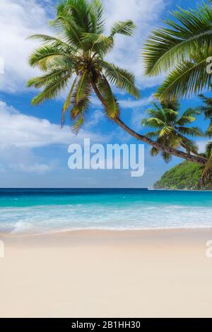 Palm trees on Paradise beach in tropical resort in Mauritius island ...