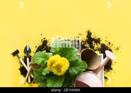 Yellow gerbera, flowers in pot, gardening tolls on yellow. View from above. Copy space. Stock Photo