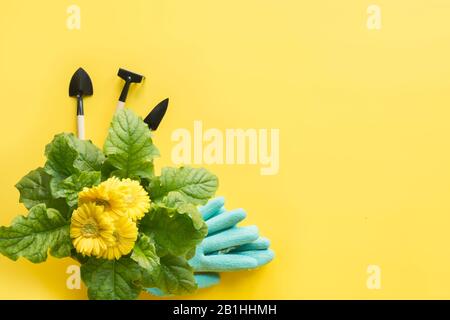 Yellow gerbera, shovel, gardening tolls on yellow. View from above. Gardening concept. Copy space. Stock Photo