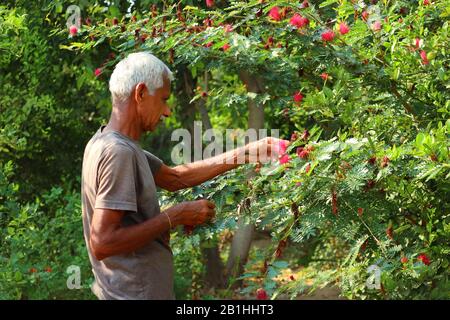 Farmer checking and controlling springs flowers on the tree. Concepts of sustainable living, work outdoors, contact with nature, healthy food Stock Photo