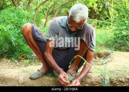 Farmer checking and controlling grafting mango plant on the tree. Concepts of sustainable living, work outdoors, contact with nature, healthy food Stock Photo