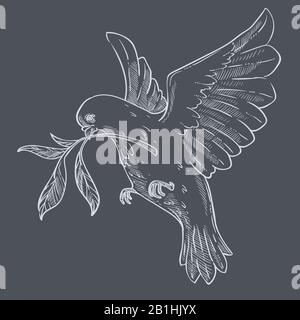 Dove or pigeon with olive branch flying isolated sketch Stock Vector