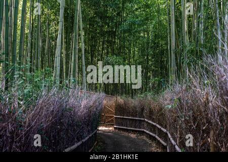 Arashiyama Bamboo forest is one of the most popular tourist destination of Kyoto, Japan Stock Photo