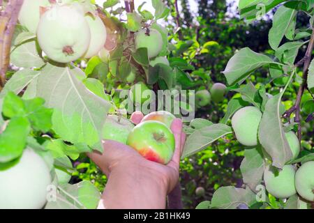 apple picking. Apple tree branch and hands. Autumn harvest in the orchard. organic fruit in the garden, on a bright Sunny day Stock Photo