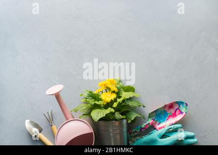 Yellow gerbera, flowers in pot, gardening tolls on concrete grey background. View from above. Copy space. Stock Photo