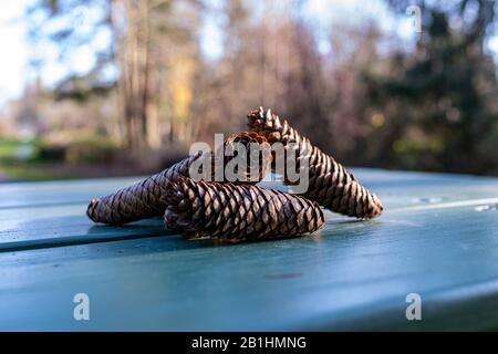 Up close photo of three long pine cones piled together on the green table in a park Stock Photo