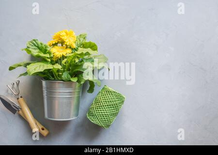 Yellow bright gerbera, gardening tolls on concrete grey background. Gardening background with space for text. View from above. Stock Photo