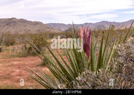 Up close photo of a Mojave Yucca flower ready to bloom. A large purple flower in the middle of a long sharp leaf, Joshua Tree state park, California Stock Photo