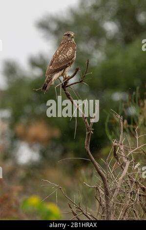common buzzard perched on branch Stock Photo