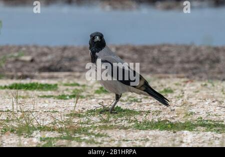 Hooded crow, Corvus cornix, feeding along the shoreline. Stock Photo