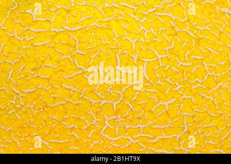 Melon Skin (peel) texture cose up Stock Photo