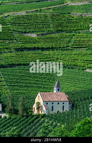 Winery and vineyards in Merano, South Tirol, Italy. Stock Photo