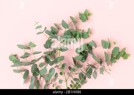 Eucalyptus branches on a pink pastel background. Top view of green leaves. Stock Photo