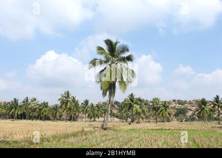Coconut trees on the field, Hippie island, Hampi, Karnataka, India. Stock Photo