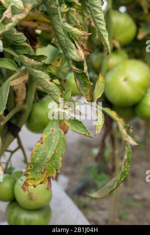 Fusarium wilt disease on tomato. damaged by disease and pests of tomato leaves. Stock Photo