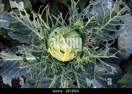 Leaves of cabbage eaten by slugs, Deroceras sturangi, parasite spoils harvest. Harvest destruction by cabbage worm. Stock Photo