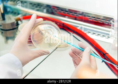 petri dish with bacterial culture in shape of letter b Stock Photo