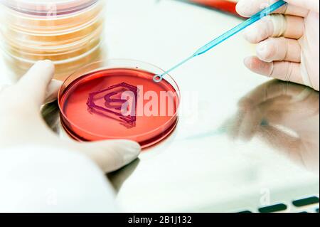 hands in gloves working with super bacteria resistant to antibiotics in laboratory Stock Photo