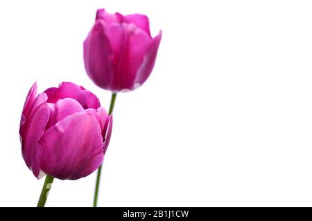 Two purple tulips, (tulipa), against a white background with copyspace Stock Photo