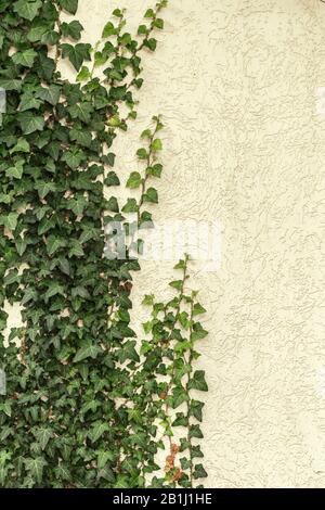 A wall of common ivy. Usuable as a background or texture. Also known as european ivy Stock Photo