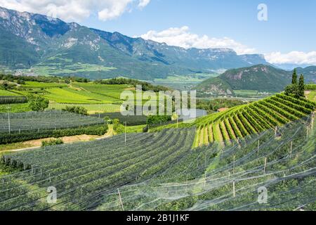 Vineyards covered with nets in Montan municipality of South Tirol, Italy. Stock Photo