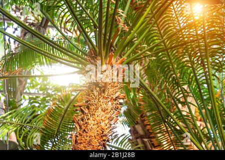 Tropical palm tree with leaves breaking through the sun light through the crown of the tree