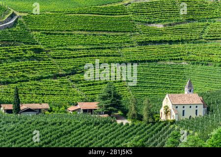 Winery and vineyards in Merano, South Tirol, Italy. Stock Photo