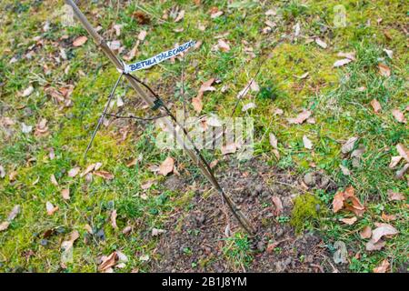 Swedish Ornäs Birch Tree Betula pendula dalecarlica sapling planted in Botanic Garden of University of Sopron, Sopron, Hungary Stock Photo